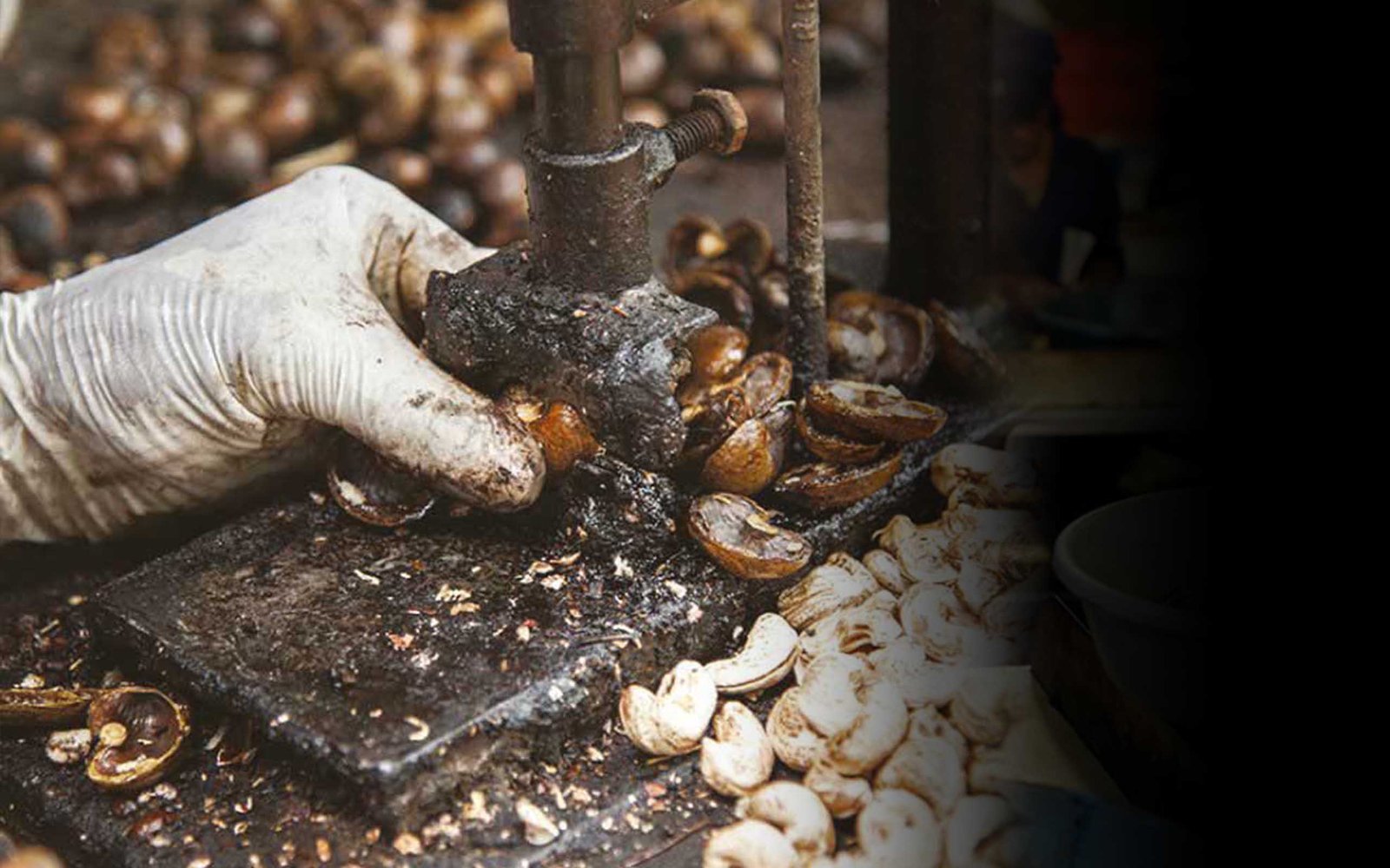Akros cashew processing factory in Mtwara, Tanzania